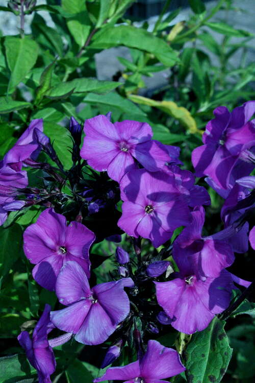 Bild von Große Garten-Flammenblume