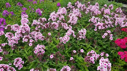 Bild von Große Garten-Flammenblume