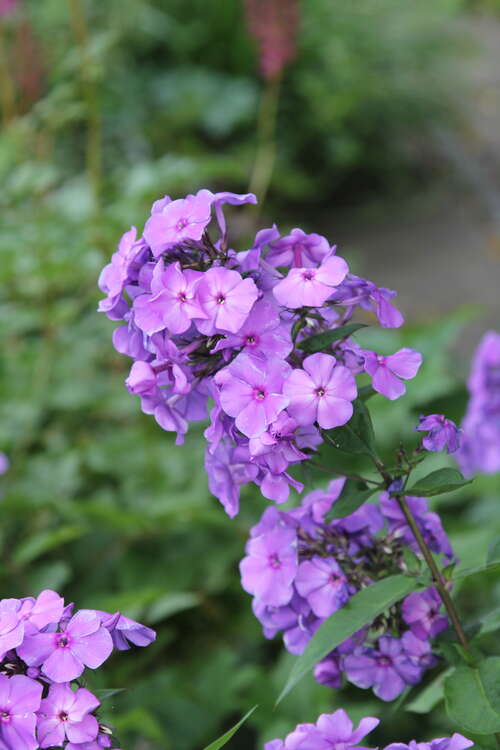 Bild von Phlox paniculata Blue Paradise