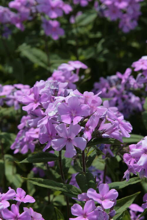Bild von Phlox paniculata Blue-Evening