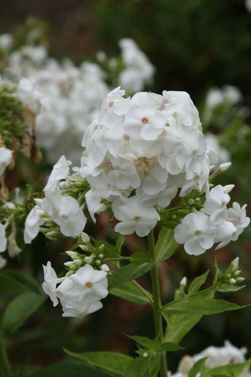 Bild von Phlox paniculata David