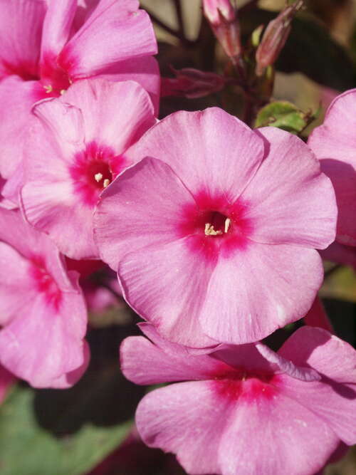 Bild von Phlox paniculata Dorffreude