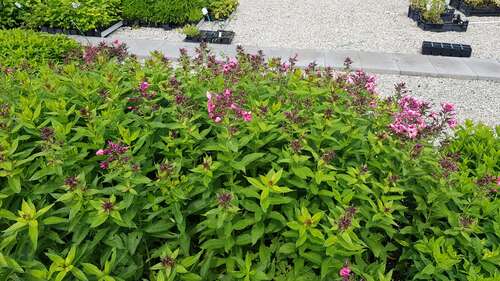 Bild von Phlox paniculata Ferris Wheel