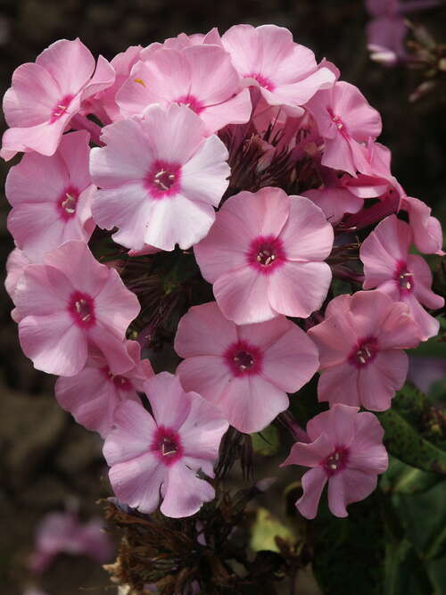 Bild von Phlox paniculata Flamingo