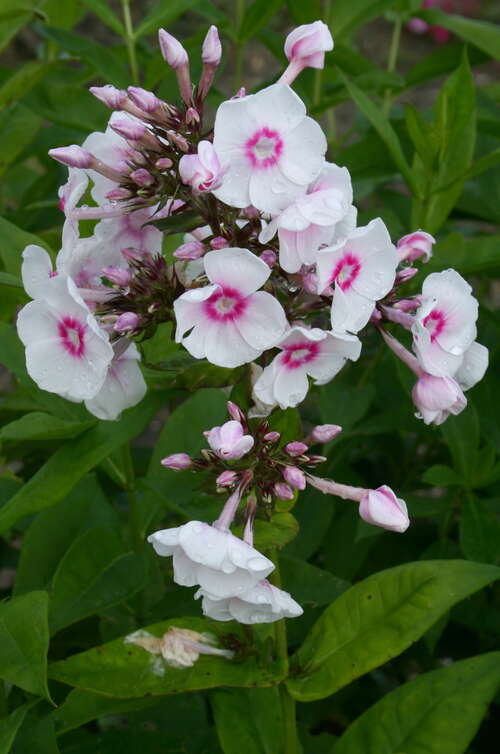 Bild von Phlox paniculata Kirmesländler