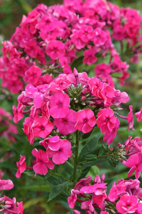 Bild von Phlox paniculata Kirschkönig