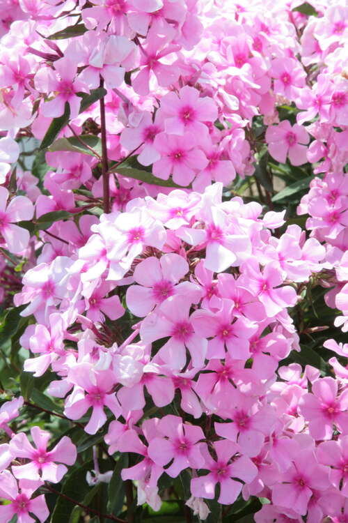 Bild von Phlox paniculata Landhochzeit