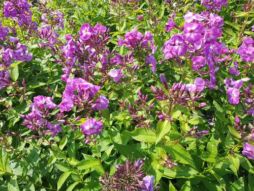Bild von Große Garten Flammenblume