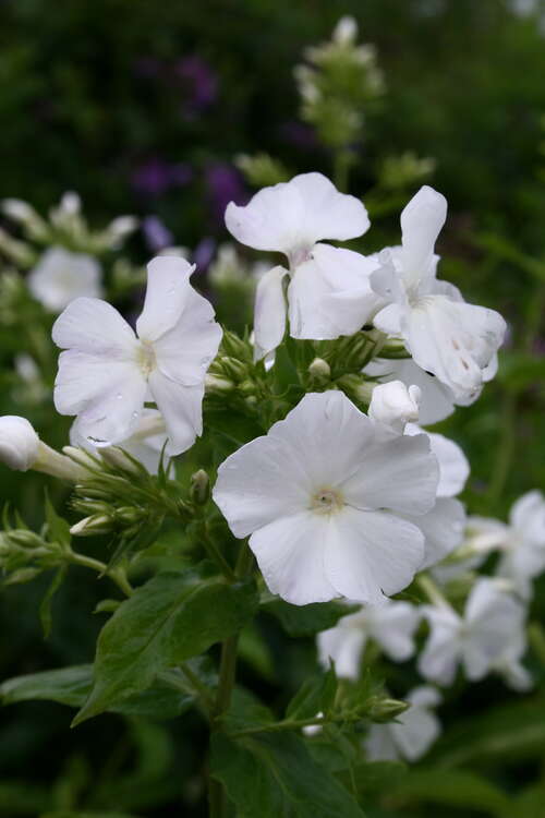 Bild von Phlox paniculata Monte-Cristallo