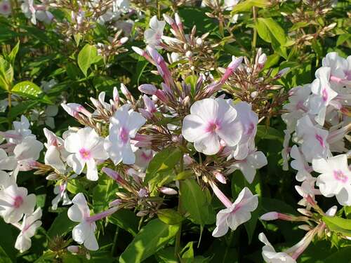 Bild von Phlox paniculata Miss Holland