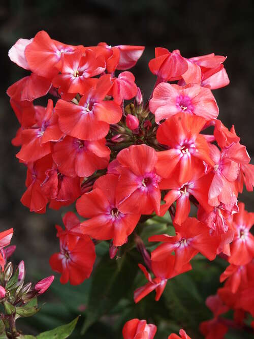 Bild von Phlox paniculata Orange