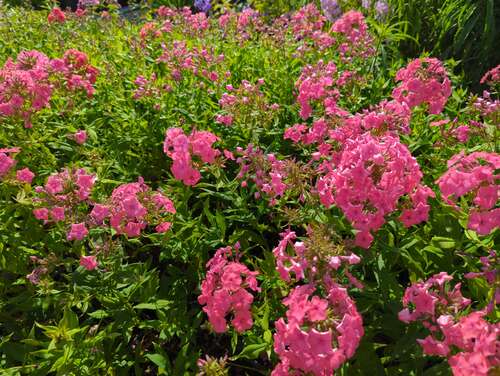 Bild von Phlox paniculata Pink Attraction