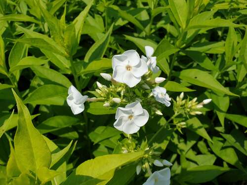Bild von Phlox paniculata Rembrand