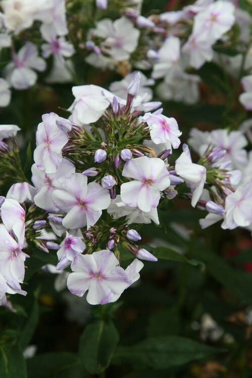 Bild von Phlox paniculata Schneerausch