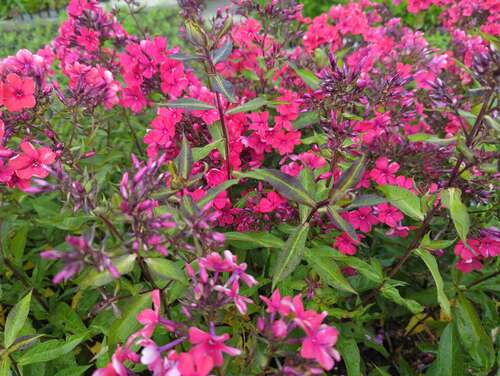 Bild von Phlox paniculata Starfire