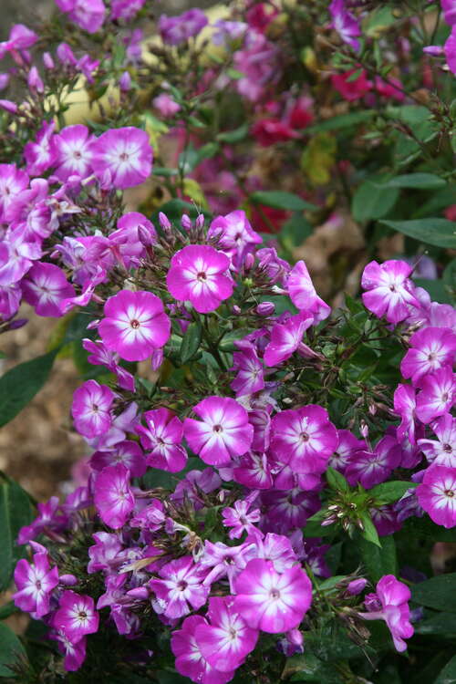Bild von Phlox paniculata Wilh. Kesselring