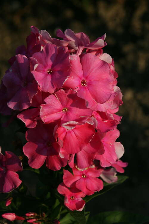 Bild von Phlox paniculata Württembergia