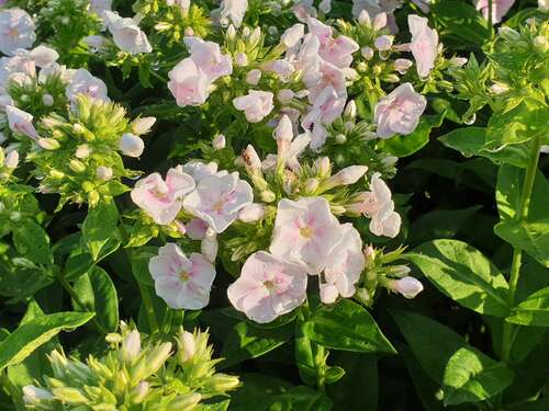 Bild von Phlox paniculata Younique Bicolor