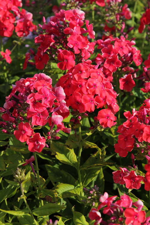 Bild von Phlox paniculata Younique Orange