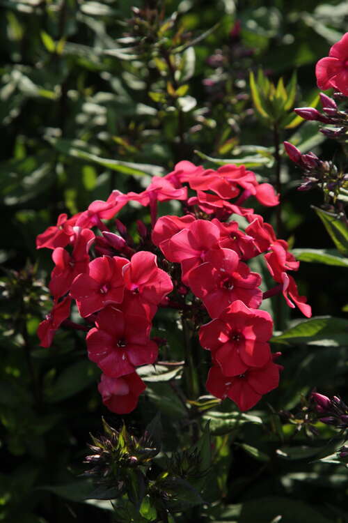 Bild von Phlox paniculata Younique Rot