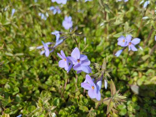 Bild von Phlox stolonifera Blue Ridge