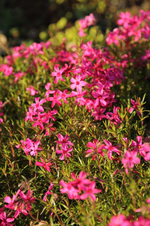 Bild von Phlox subulata Atropurpurea