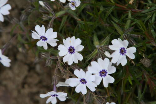 Bild von Phlox subulata Bavaria