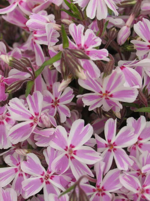 Bild von Phlox subulata Candy Stripes