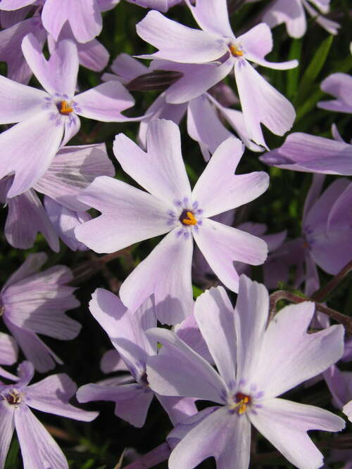 Bild von Phlox subulata Emerald Cushion Blue
