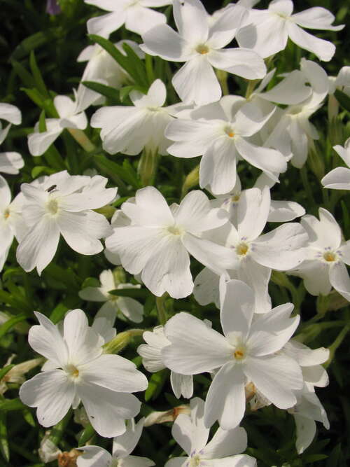 Bild von Garten-Moos-Flammenblume