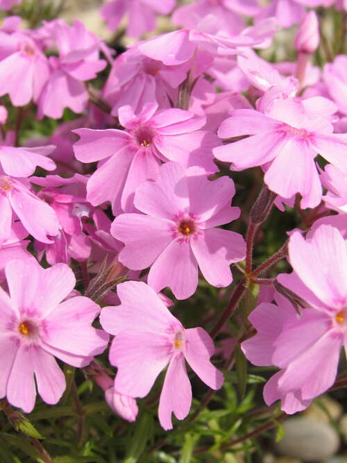 Bild von Garten-Moos-Flammenblume