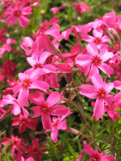 Bild von Garten-Moos-Flammenblume