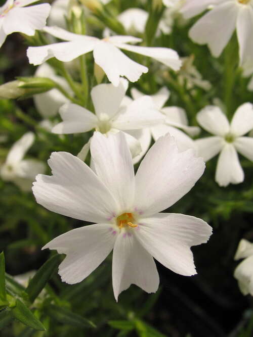 Bild von Garten-Moos-Flammenblume