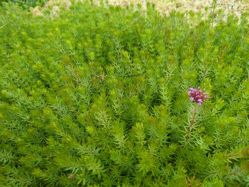 Bild von Scheinwaldmeister