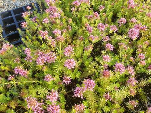 Bild von Phuopsis stylosa Rubra