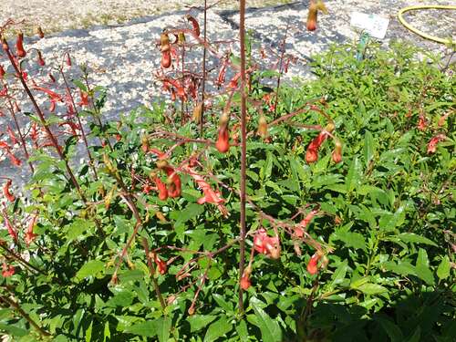 Bild von Phygelius capensis