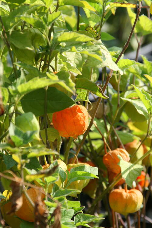 Bild von Physalis alkekengi v. franchetii