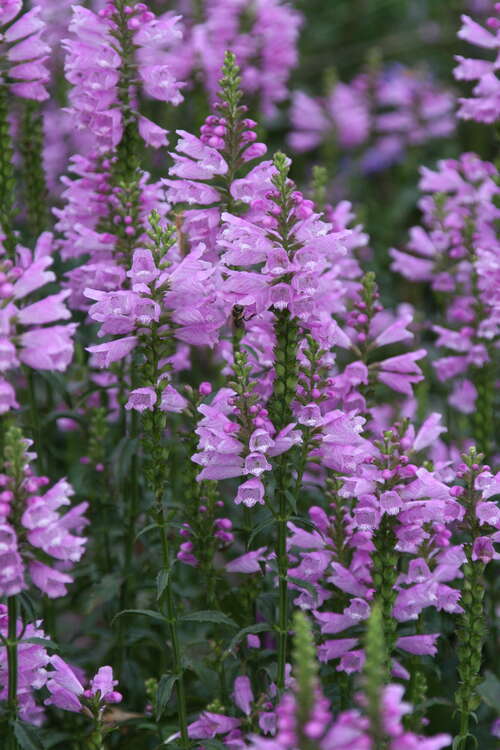 Bild von Physostegia virginianum Bouquet Rose