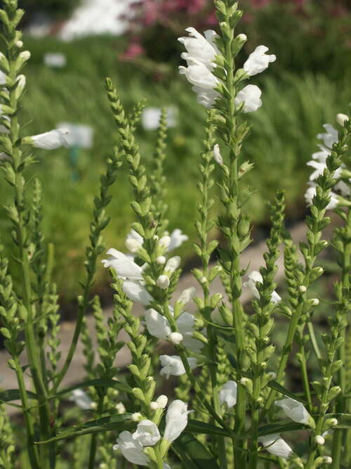 Bild von Physostegia virginianum Summersnow