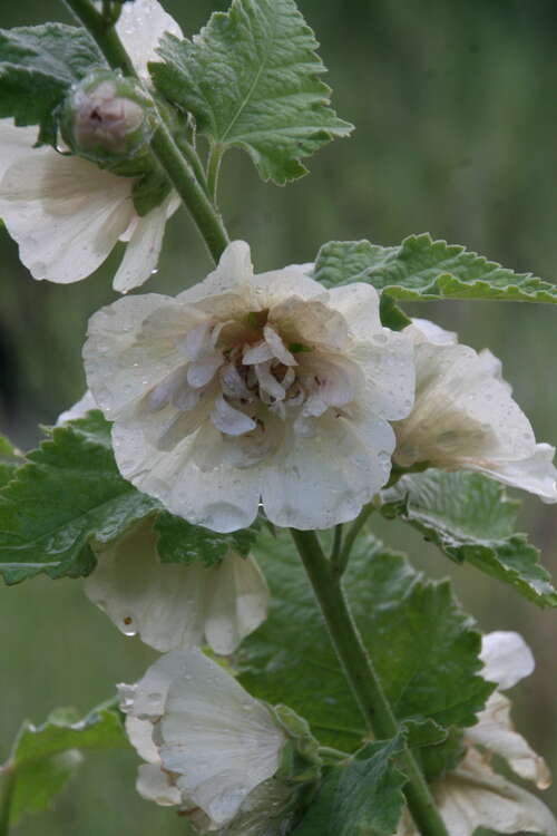 Bild von Alcea x-cult. Park Allee