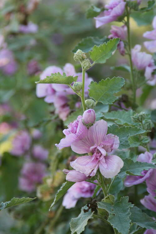 Bild von Alcea x-cult. Park Rondell