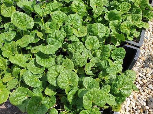 Bild von Alcea rosea Pleniflora