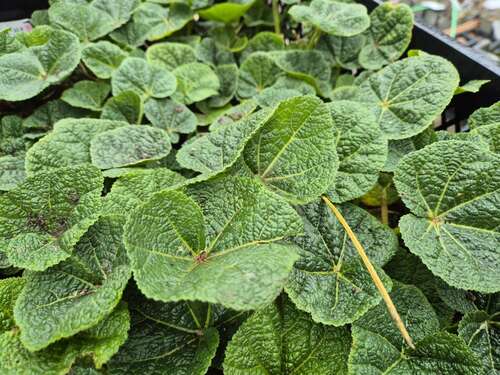 Bild von Alcea rosea Nigra
