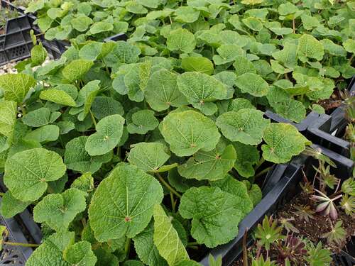 Bild von Alcea rosea Pleniflora