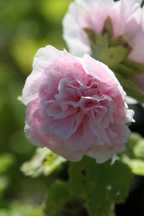 Bild von Gefüllte Stockrose