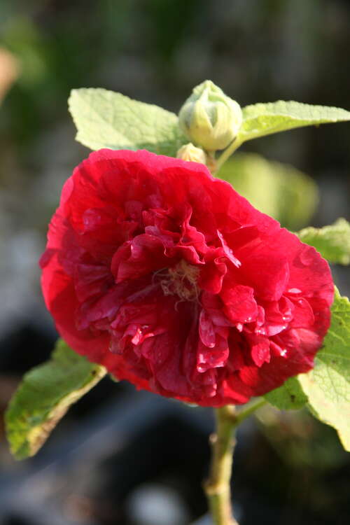 Bild von Alcea rosea Pleniflora