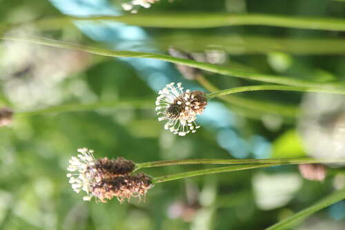 Bild von Plantago lanceolata