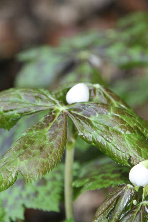Bild von Podophyllum hexandrum Majus
