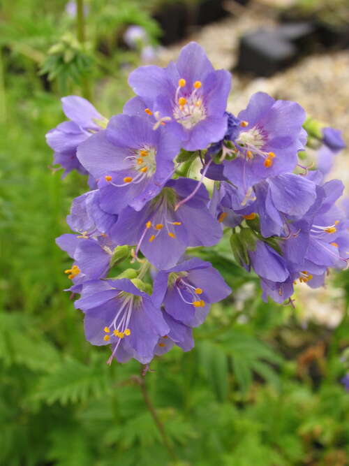 Bild von Polemonium caeruleum