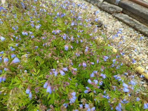 Bild von Polemonium reptans